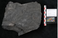 Foto (Objekt + Etikett) von Noeggerathia palmaeformis Goeppert (NHMW-GEO-2024-0188-10733)